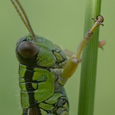 Miramella alpina